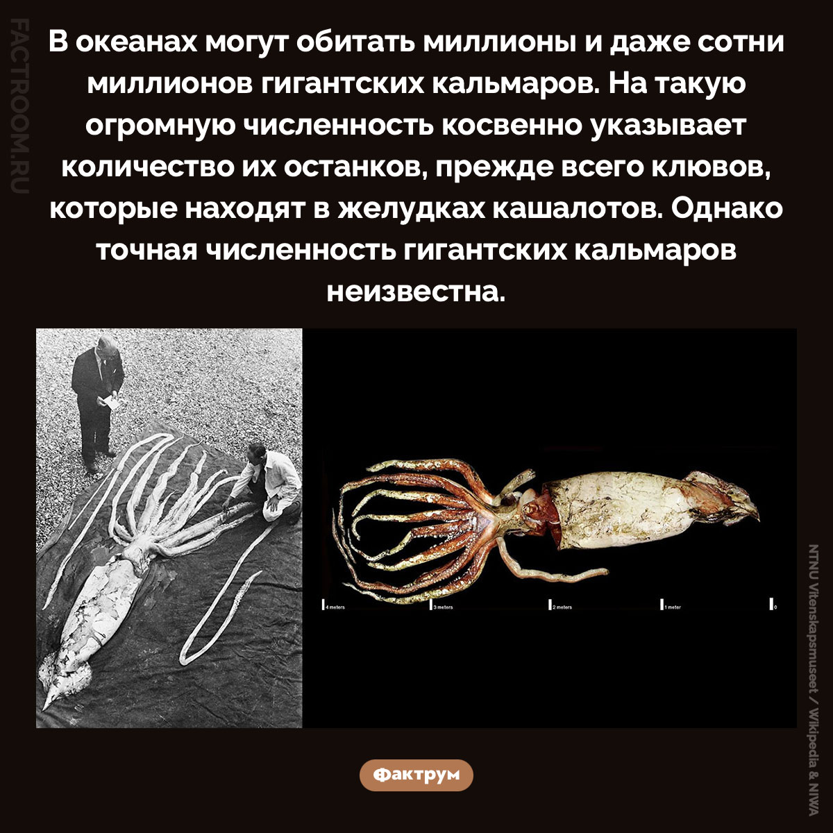 Сколько в океане гигантских кальмаров. В океанах могут обитать миллионы и даже сотни миллионов гигантских кальмаров. На такую огромную численность косвенно указывает количество их останков, прежде всего клювов, которые находят в желудках кашалотов. Однако точная численность гигантских кальмаров неизвестна.