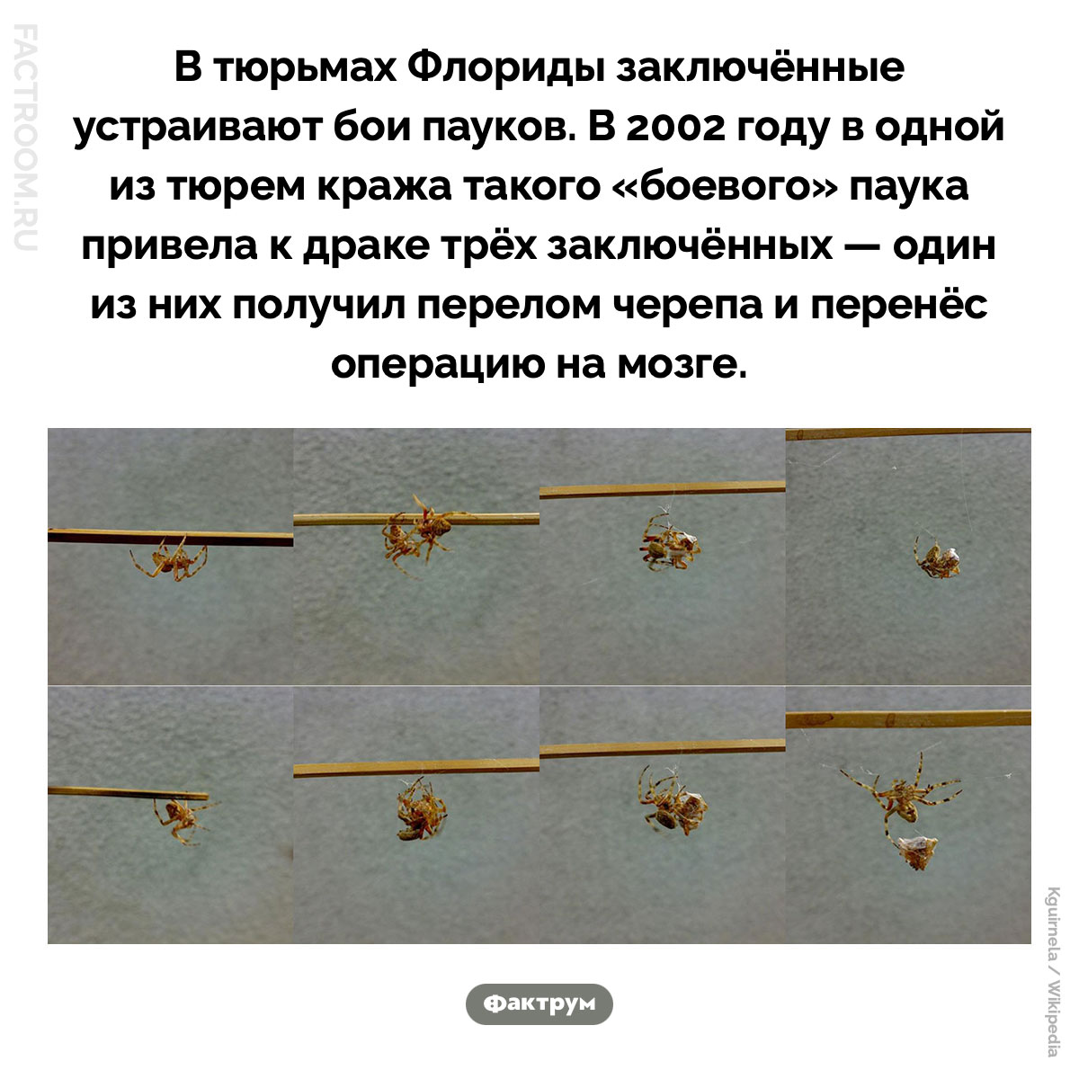 Бои пауков. В тюрьмах Флориды заключённые устраивают бои пауков. В 2002 году в одной из тюрем кража такого «боевого» паука привела к драке трёх заключённых — один из них получил перелом черепа и перенёс операцию на мозге.