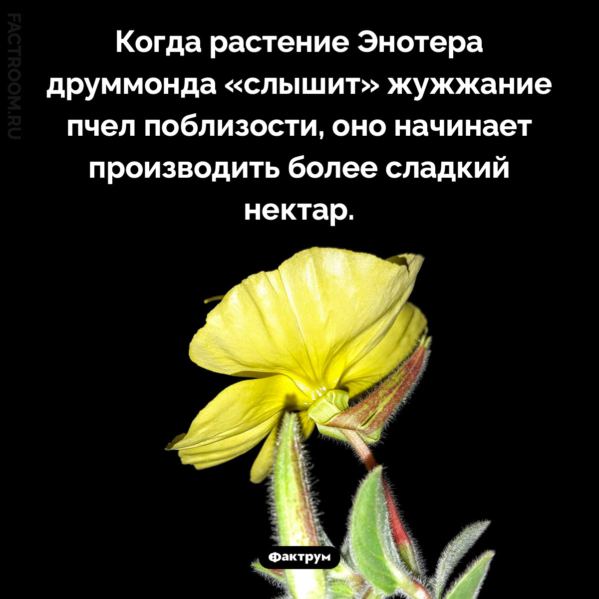 Энотера Друммонда. Когда растение примула вечерняя «слышит» жужжание пчел поблизости, оно начинает производить более сладкий нектар.