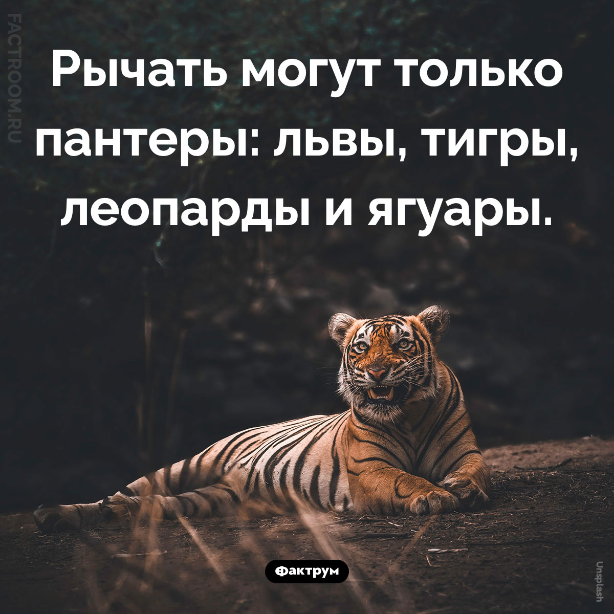Какие кошки умеют рычать. Рычать могут только пантеры: львы, тигры, леопарды и ягуары.