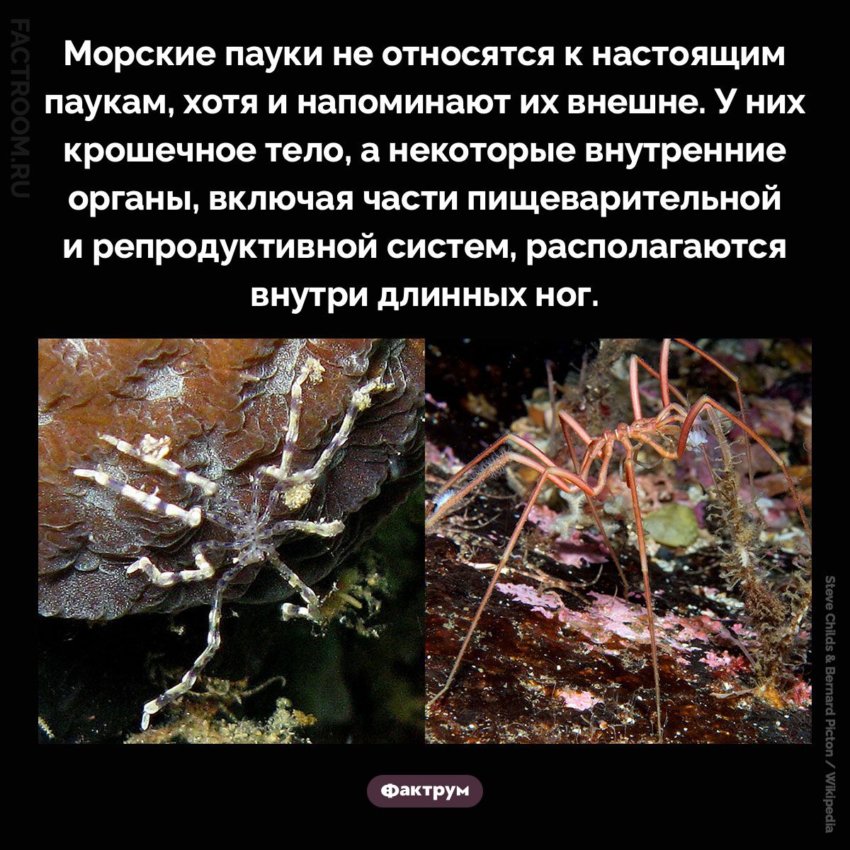 Морские пауки. Морские пауки не относятся к настоящим паукам, хотя и напоминают их внешне. У них крошечное тело, а некоторые внутренние органы, включая части пищеварительной и репродуктивной систем, располагаются внутри длинных ног.