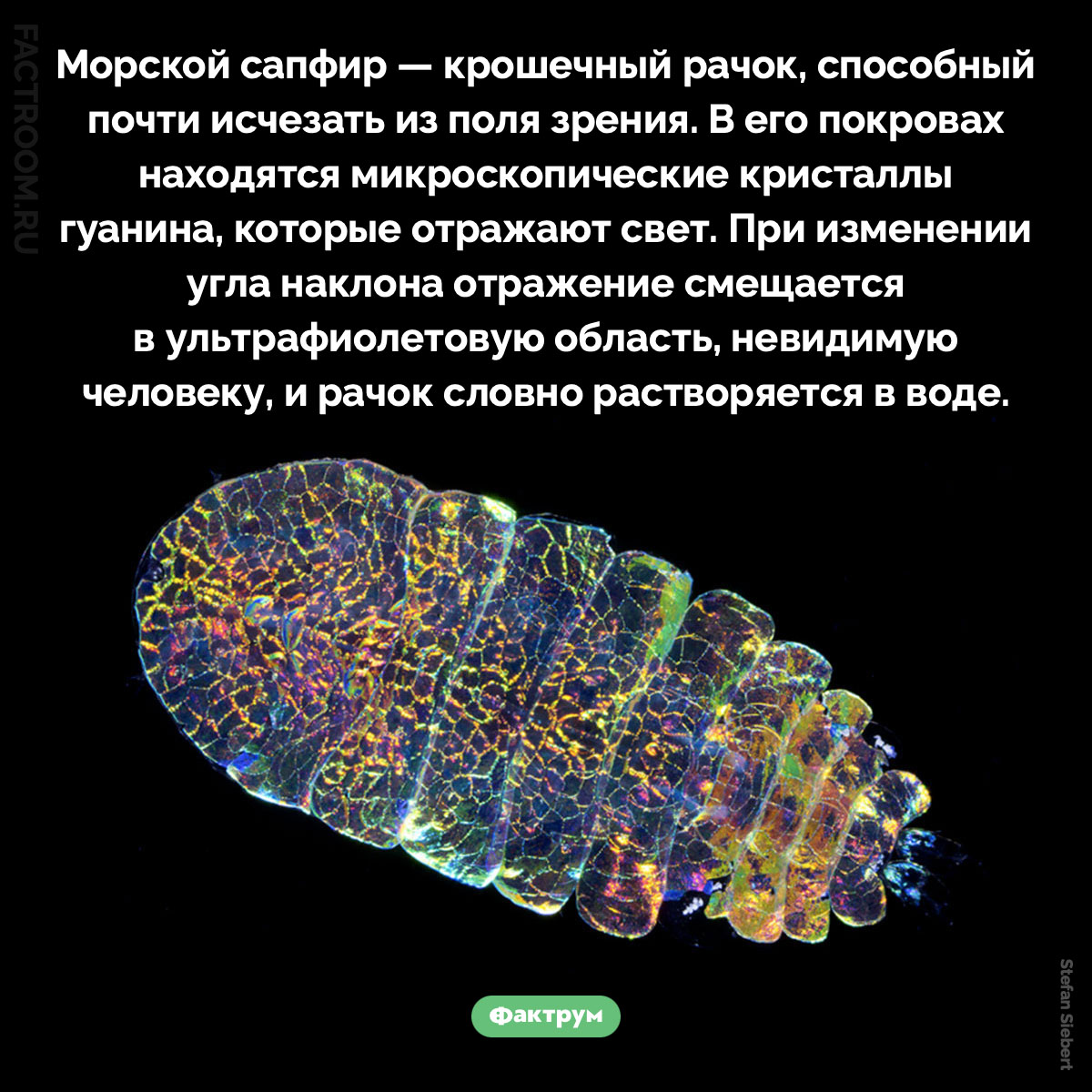 Морской сапфир. Морской сапфир — крошечный рачок, способный почти исчезать из поля зрения. В его покровах находятся микроскопические кристаллы гуанина, которые отражают свет. При изменении угла наклона отражение смещается в ультрафиолетовую область, невидимую человеку, и рачок словно растворяется в воде.
