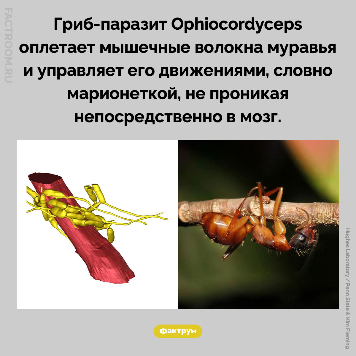 Муравей-марионетка. Гриб-паразит Ophiocordyceps оплетает мышечные волокна муравья и управляет его движениями, словно марионеткой, не проникая непосредственно в мозг.