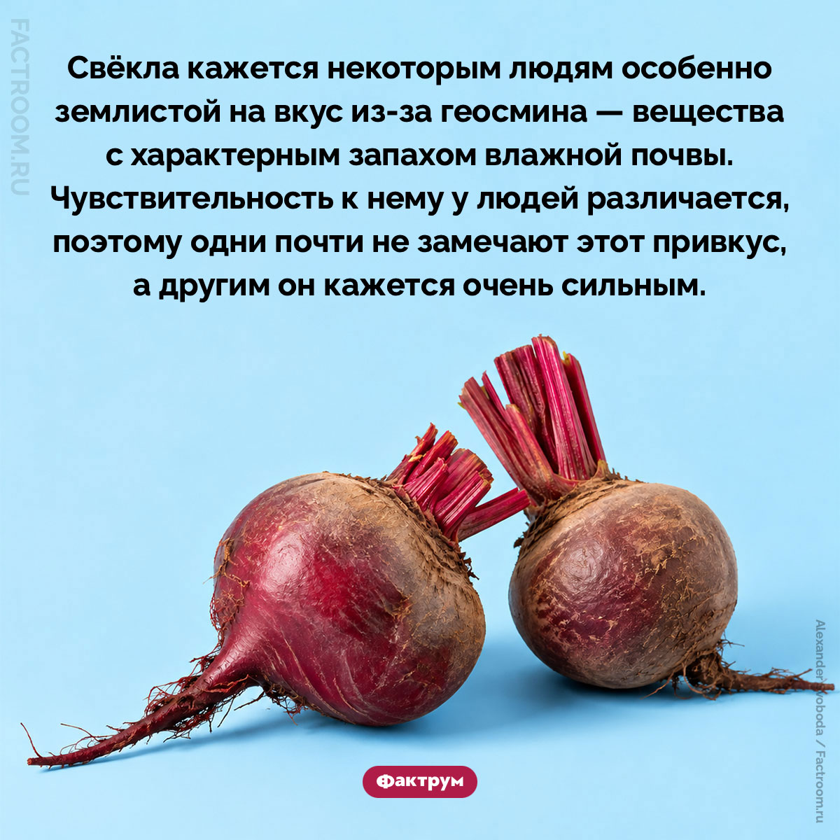 Некоторым людям свёкла кажется особенно землистой на вкус. Свёкла кажется некоторым людям особенно землистой на вкус из-за геосмина — вещества с характерным запахом влажной почвы. Чувствительность к нему у людей различается, поэтому одни почти не замечают этот привкус, а другим он кажется очень сильным.