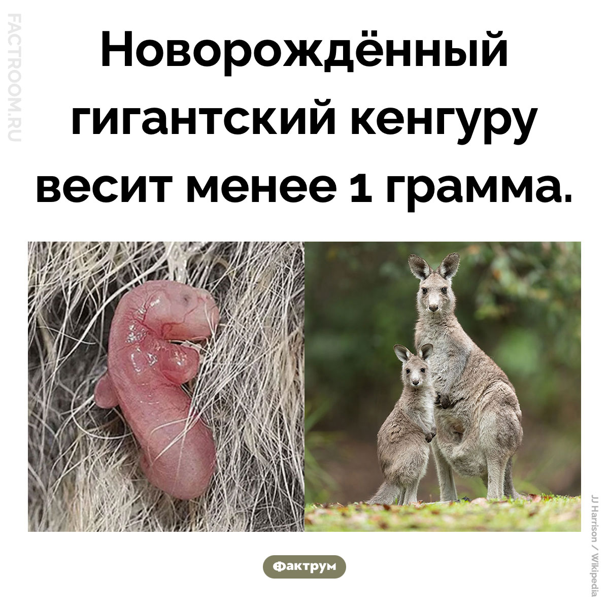 Новорождённый кенгуру. Новорождённый гигантский кенгуру весит менее 1 грамма.