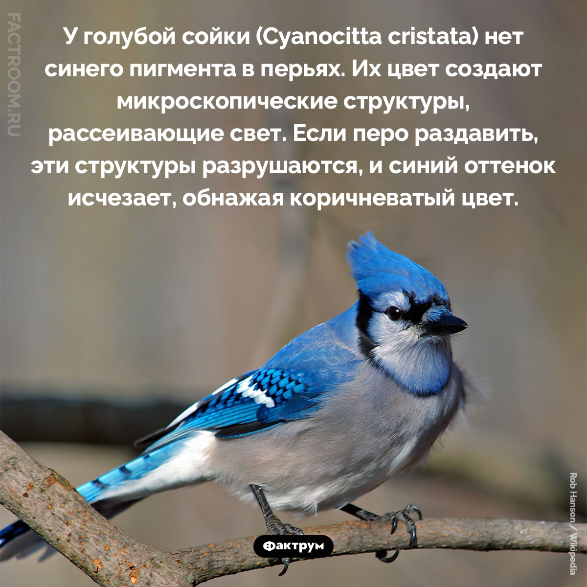 Перья голубой сойки. У голубой сойки (Cyanocitta cristata) нет синего пигмента в перьях. Их цвет создают микроскопические структуры, рассеивающие свет. Если перо раздавить, эти структуры разрушаются, и синий оттенок исчезает, обнажая коричневатый цвет.