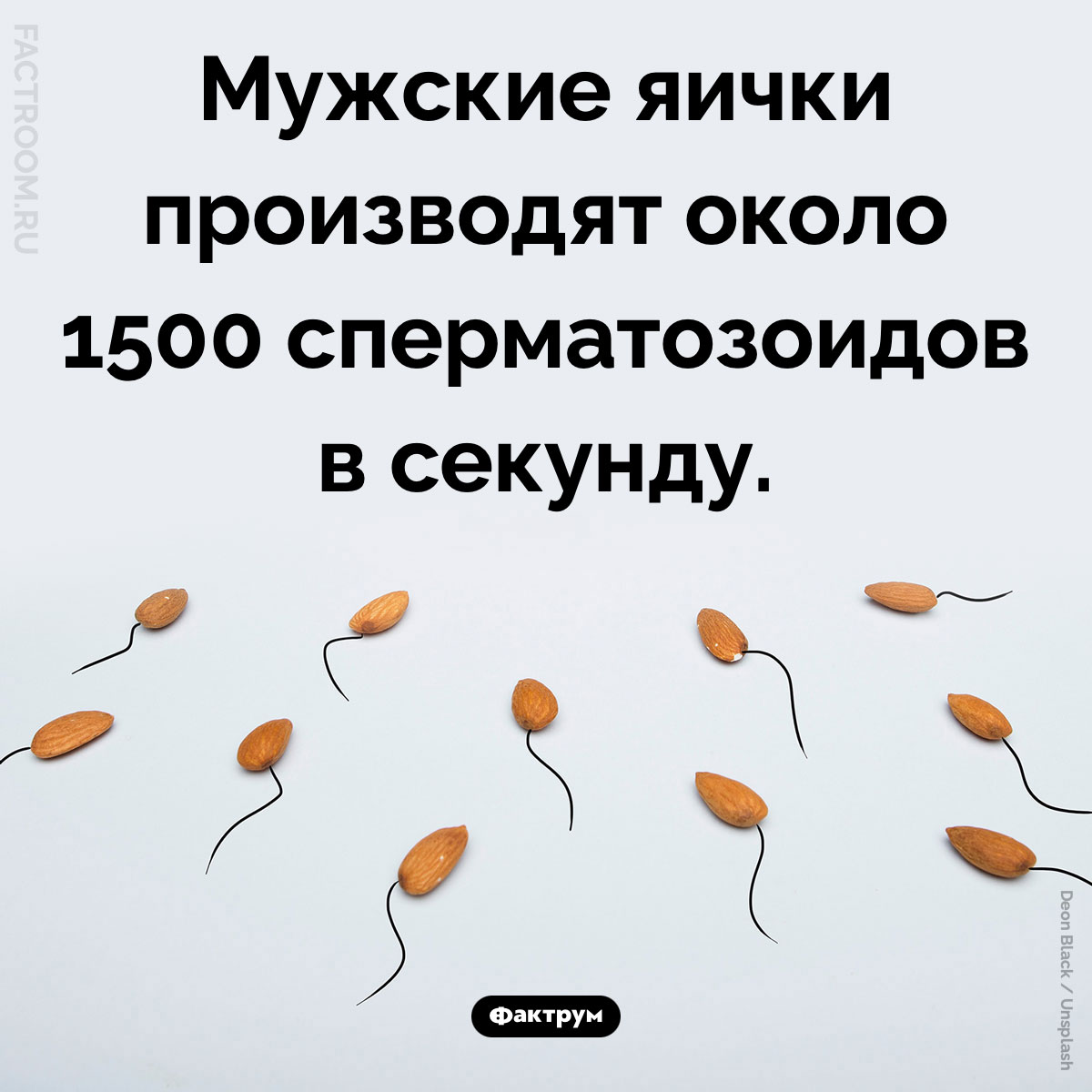 Сколько сперматозоидов мужчина производит в секунду. Мужские яички производят около 1500 сперматозоидов в секунду.