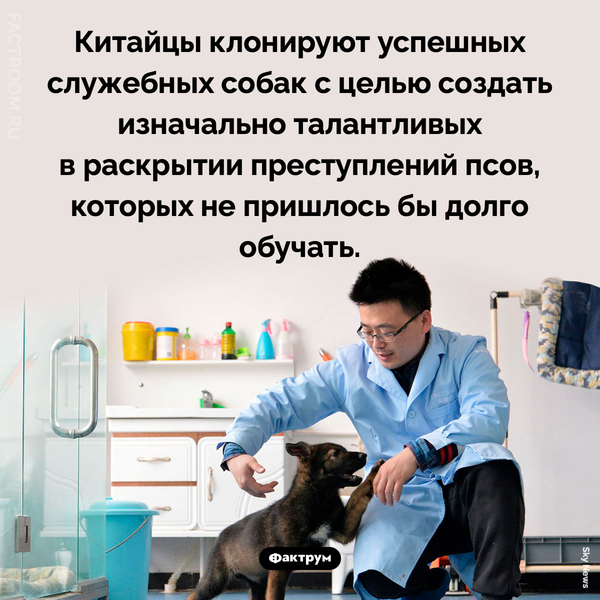 Китайские собаки-клоны. Цель клонирования — создать изначально талантливого в раскрытии преступлений пса, которого не пришлось бы долго обучать.
